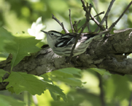 Black and White Warbler 7024
